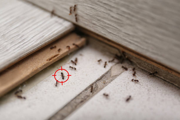 Trusted Alvord, TX Pest Control Experts