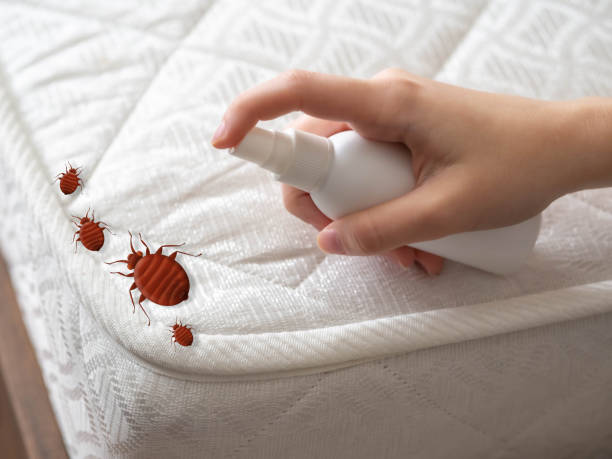 Best Local Pest Control Services  in Alvord, TX