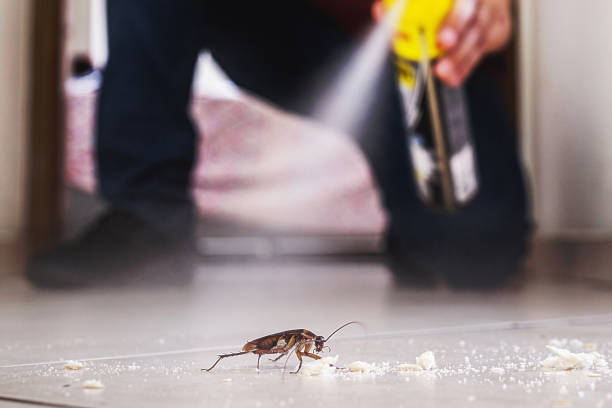 Best Rodent Control Near Me  in Alvord, TX