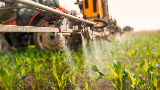 Reliable Alvord, TX Pest Control Solutions